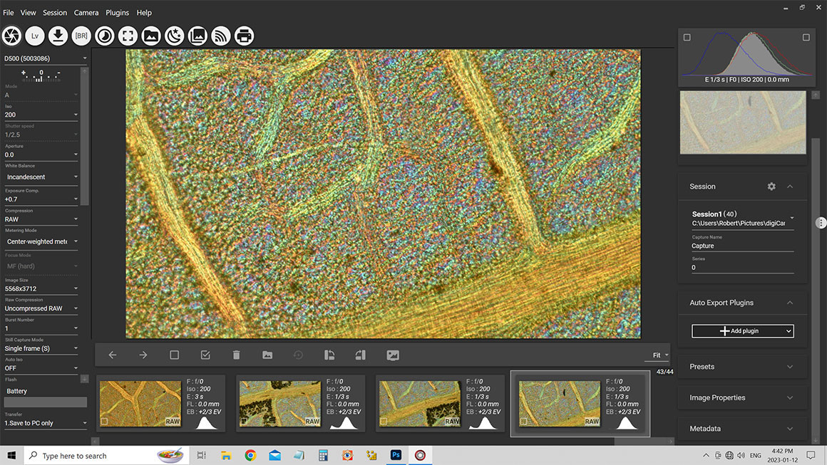 Digicam control screen capture showing Aspen leaf at 200X Robert Berdan ©