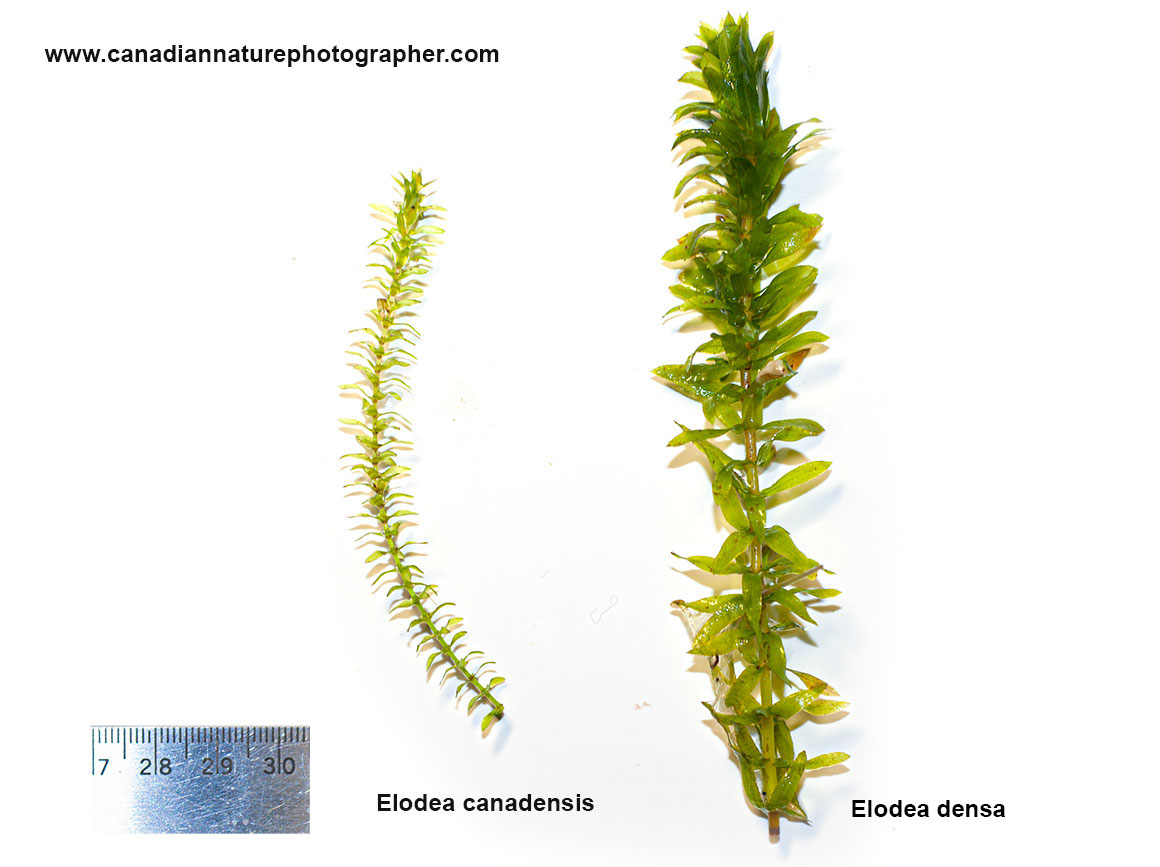 Two species of Elodea plants Robert Berdan ©