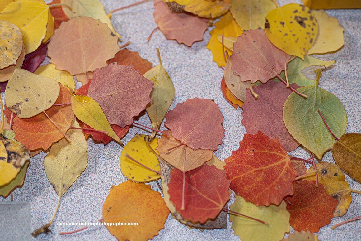 Autumn aspen leaves by Robert Berdan ©