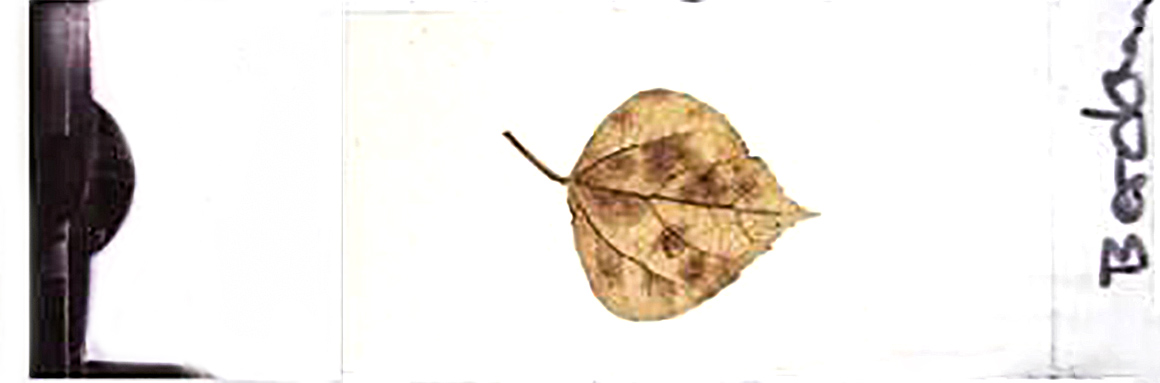 Prepared slide of an Aspen leaf 