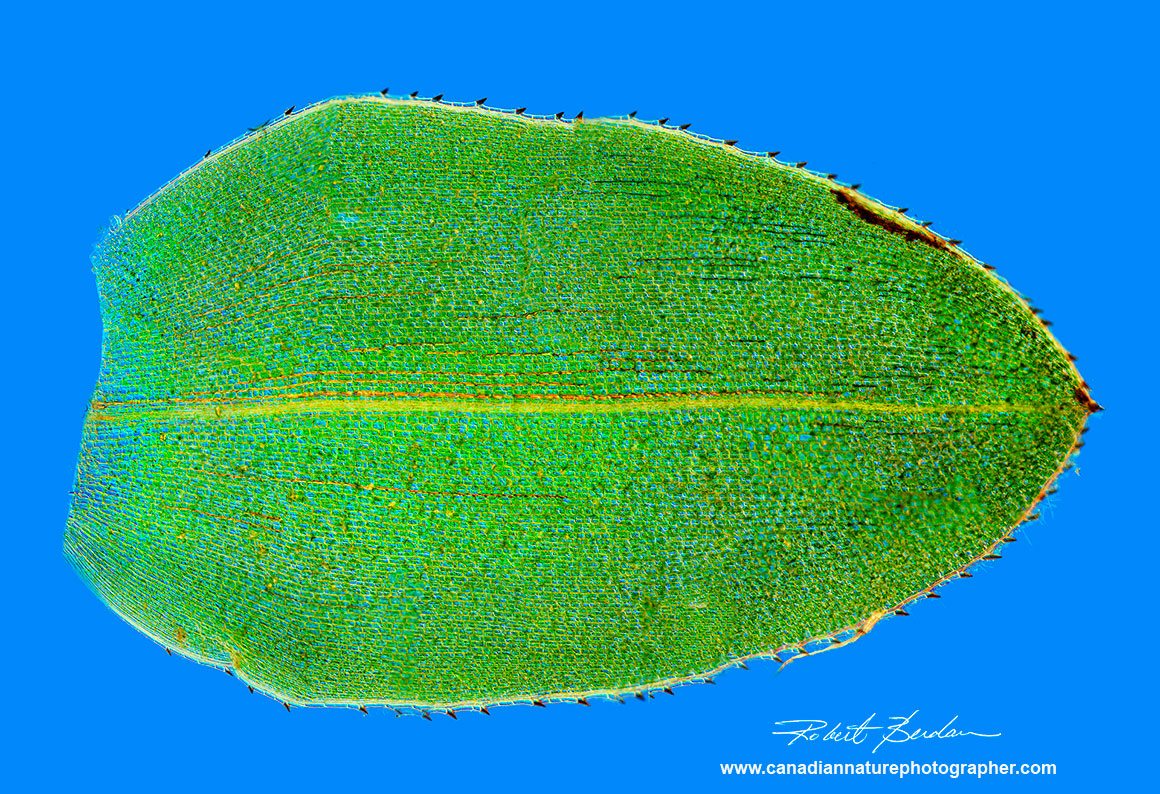 Large panoramic photo of Elodea leaf taken with DIC microscopy by Robert Berdan ©