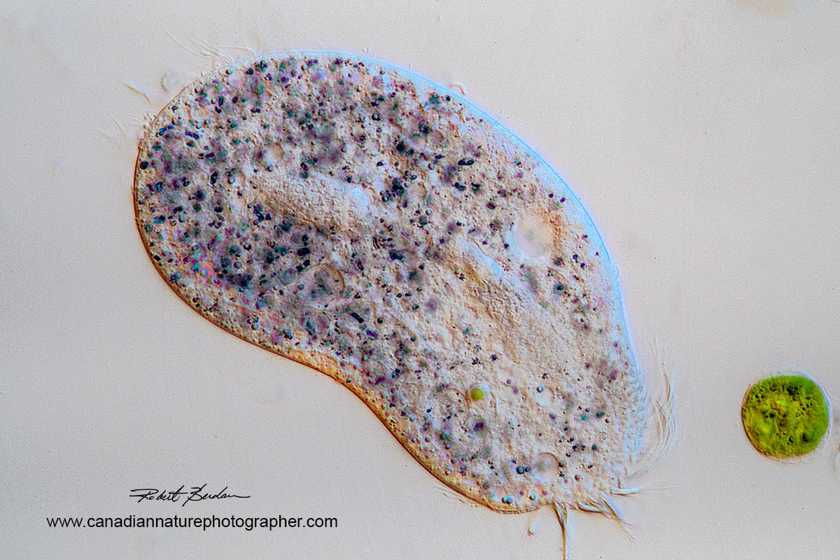 Bright field and oblique illumination of Holotrich ciliate 400X Zeiss Axioscope by Robert Berdan ©