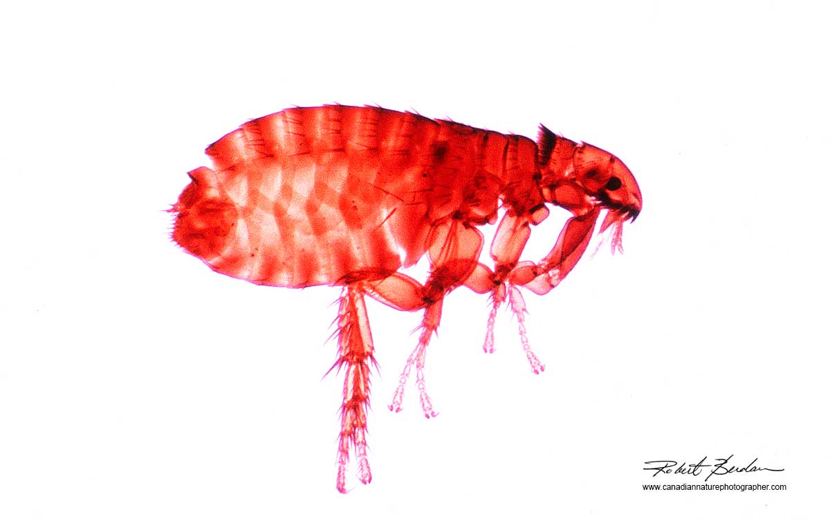 Dog Flea (Ctenocephalides canis) taken with bright field microscopy at 50X by Robert Berdan ©