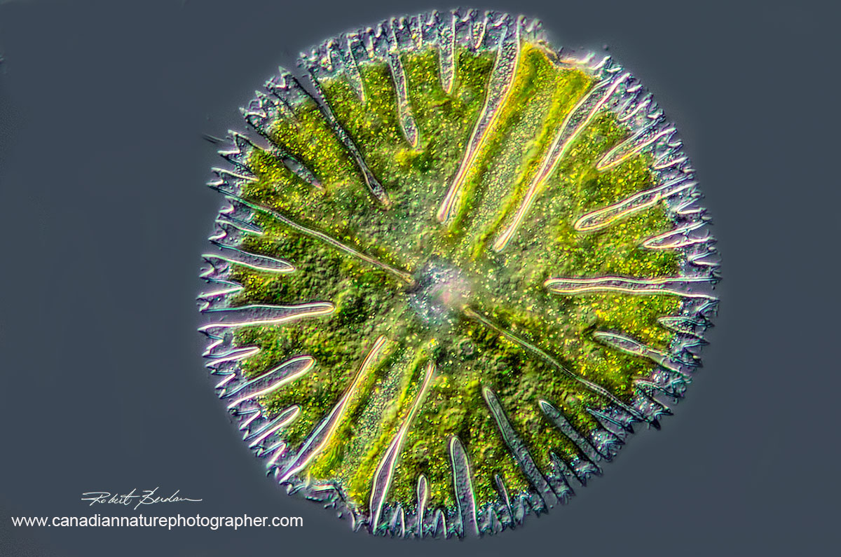 Micrasterius is a Desmid, single celled algae that forms ornate patterns by Robert Berdan ©