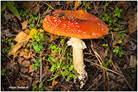 Amanita muscaria mushroom by Robert Berdan ©