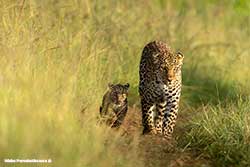 Leopard by Nisha Purushothaman