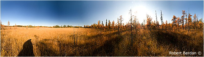 Panorama of boreal bog by Robert Berdan ©
