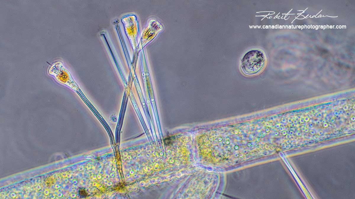 Diatoms on stalk by Robert Berdan ©