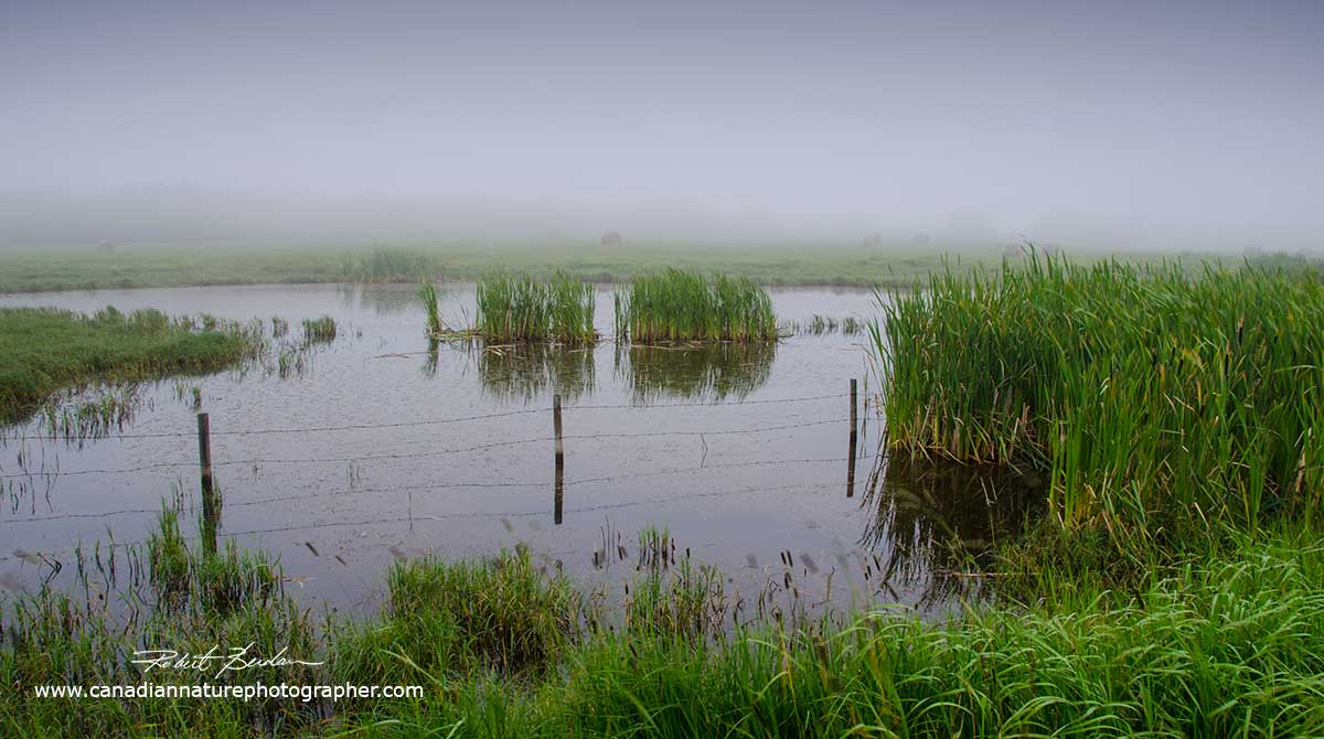 Small pond and marsh north of Calgary  by Robert Berdan ©