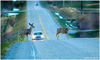 Deer crossing highway in front of cars by Robert Berdan ©