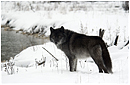 Wolf at the Northern Lights wolf centre by Robert Berdan &copy;