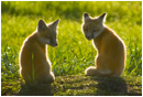 Baby foxes by Robert Berdan &copy;