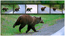 Grizzly bears movie by  Robert Berdan 