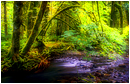Goldstream provincial park in BC -  Orton procedure by Robert Berdan &copy;