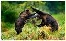 Young Grizzly bears fighting in the Great Bear rainforest by Robert Berdan &copy;