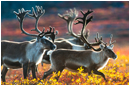 Barren-ground Caribou by Robert Berdan &copy;