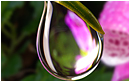 Drop of water - microscopic view by Robert Berdan &copy;