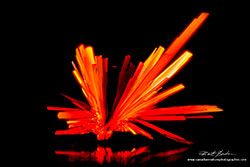 Vitamin B12 crystals by polarized light microscopy Robert Berdan ©