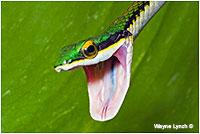 Mexican Parrot Snake by Dr. Wayne Lynch ©