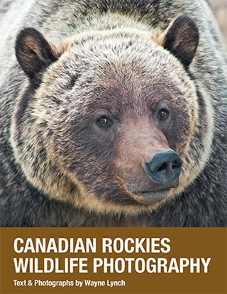 Canadian Rockies Wildlife Photography by Dr. Wayne Lynch ©