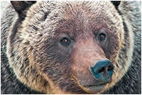 Grizzly bear by Dr. Wayne Lynch 