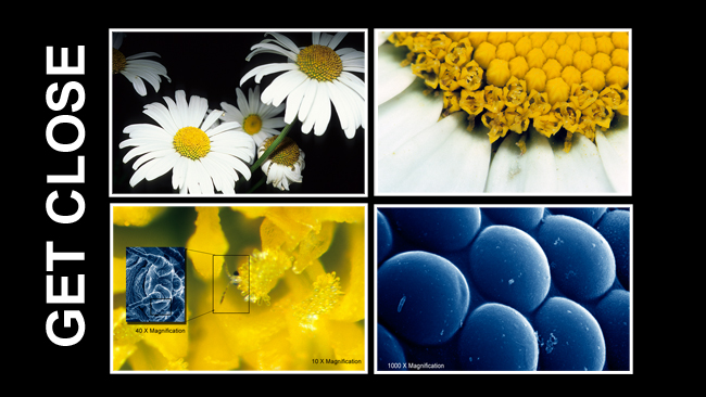 Get close to a flower and bug by Robert Berdan &copy;