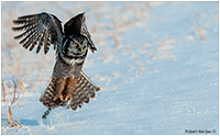 Northern Hawk Owl capturing mouse in winter by Robert Berdan &copy;