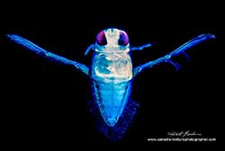 Water boatman (Corixidae) from a pond in Alberta by Robert Berdan ©