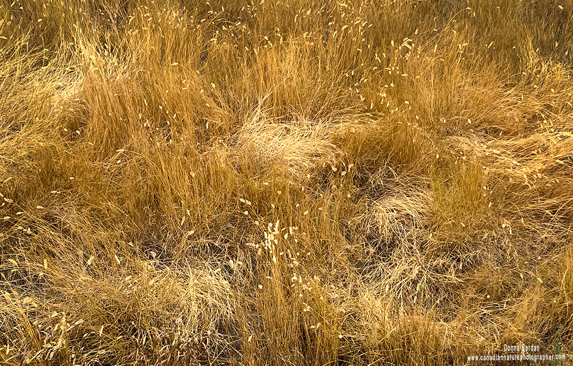 Pattern in grass by Donna Berdan ©