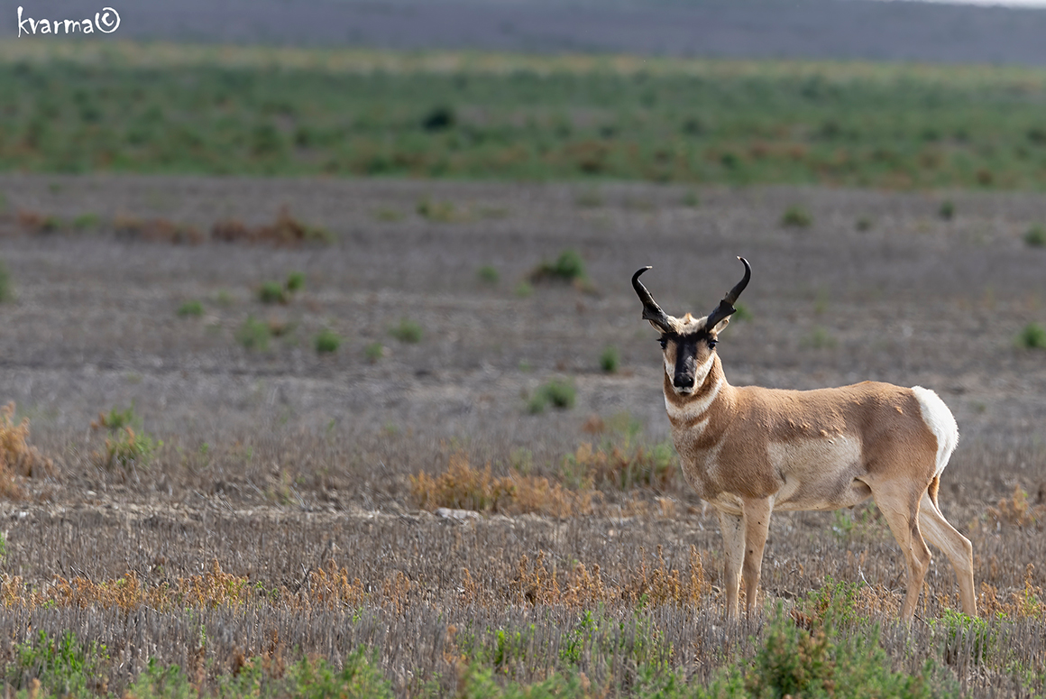 Pronghorn photographed next to the road in the West side of the park by Kamal Varma ©