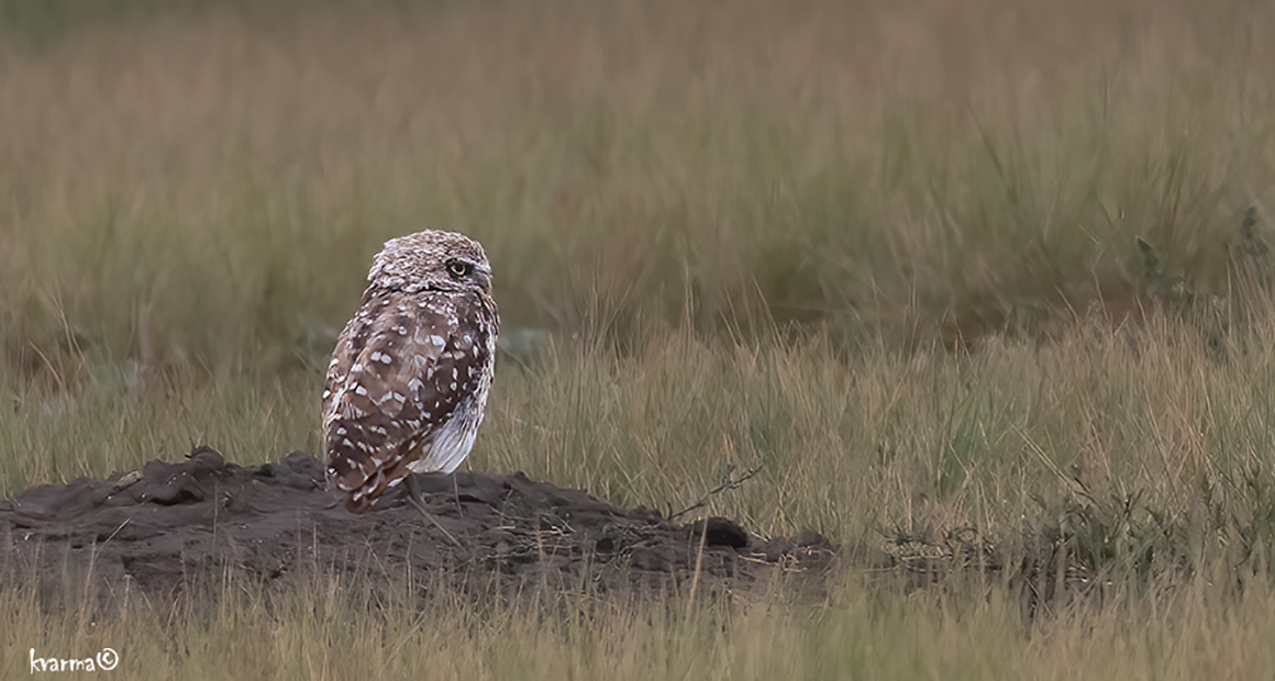 Burrowing owl photographed along the road in the park by Kamal Varma ©