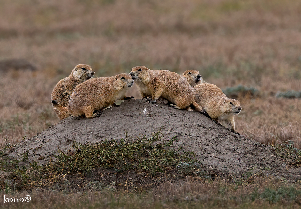 A group of black-tailed prairie dogs along one of the roads into the west part of the park by Kamal Varma.