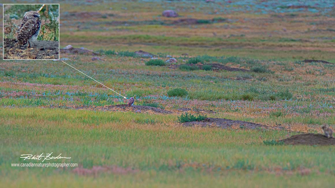 Burrowing owls were tough to spot at the back of the prairie dogs along the road in the park ©