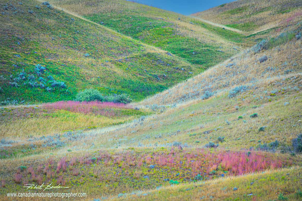 Grass covered hills form and abstract pattern in Grasslans National Park by Robert Berdan ©