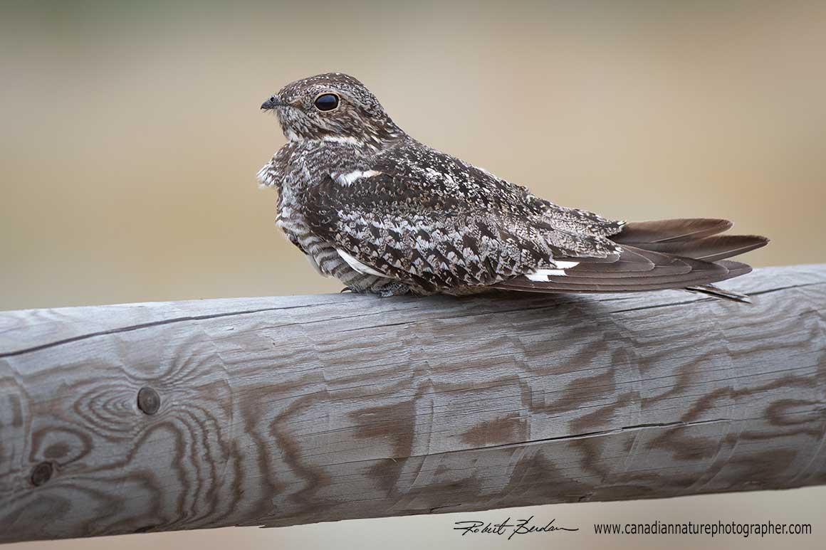 Night Hawk resting at one of the Grasslands camp grounds by Robert Berdan ©