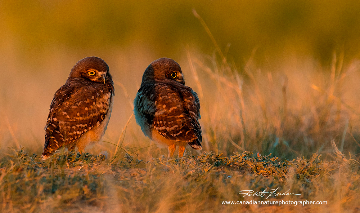 Burrowing owls previously photographed by Robert Berdan ©