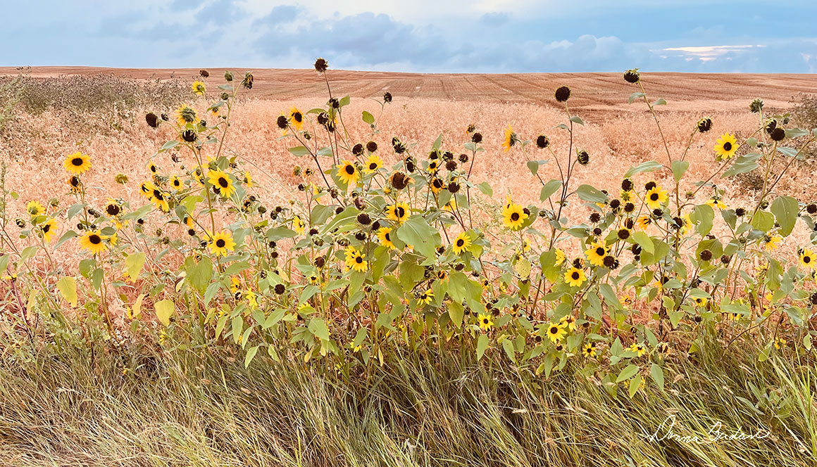 Sun flowers next to road by Donna Berdan ©