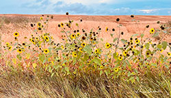 Grasslands Val Marie Donna erdan 