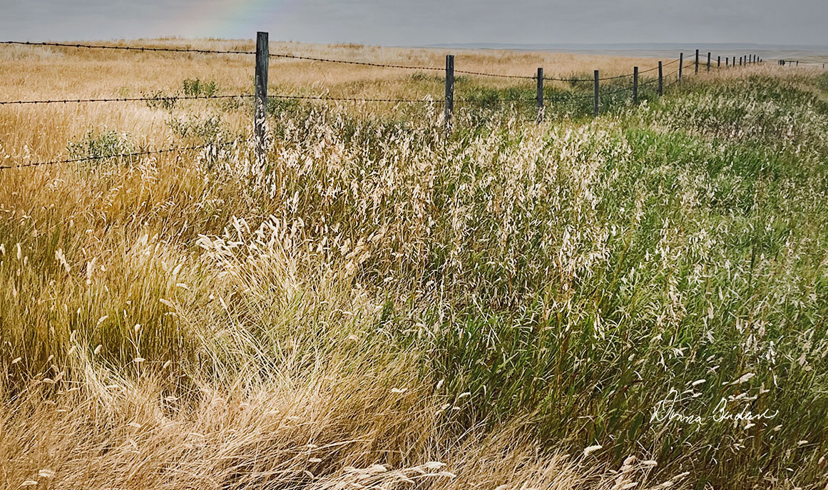 Fence south of Val Marie by Donna Berdan