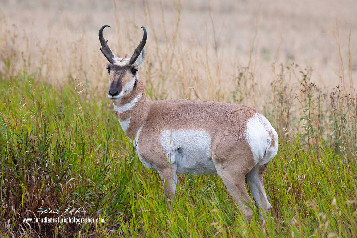 Pronghorn antelope photographed by Robert Berdan ©