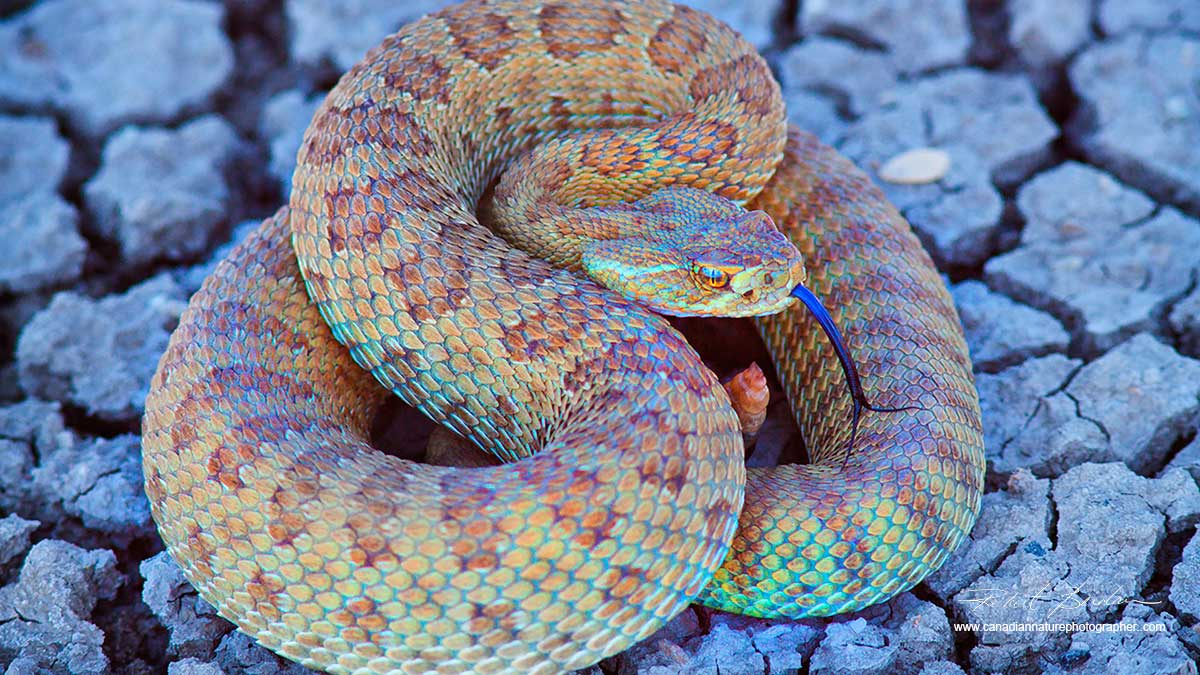 Prairie Rattlesnake by Robert Berdan ©