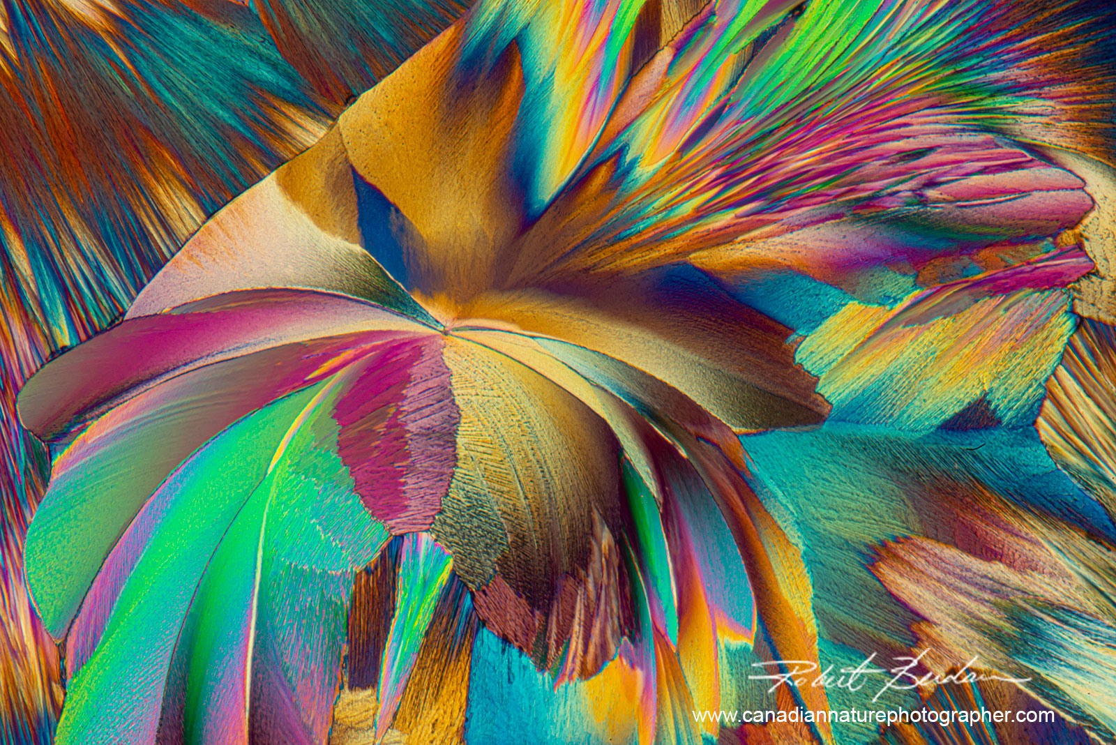 Red wine crystals (CA1) from Napa Valley polarized light microscopy 100X by Robert Berdan ©
