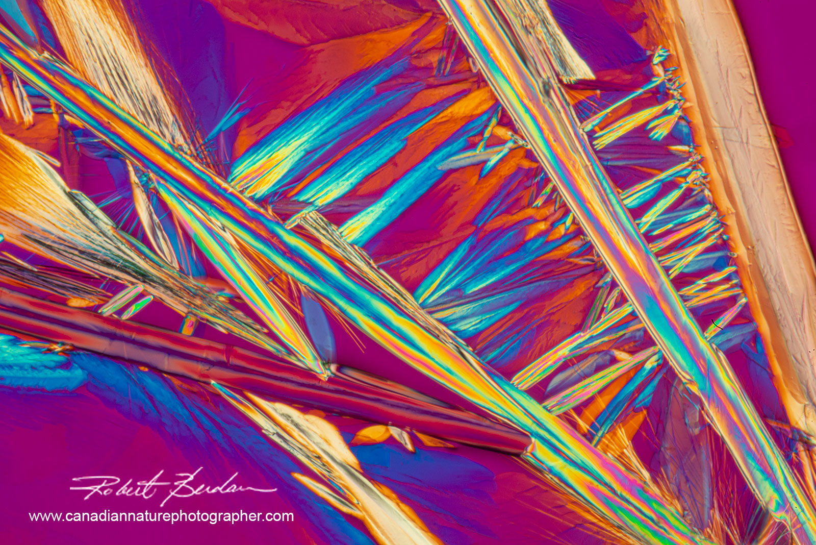 Red wine crystals from Napa Valley by polarized light microscopy 100X  by Robert Berdan ©