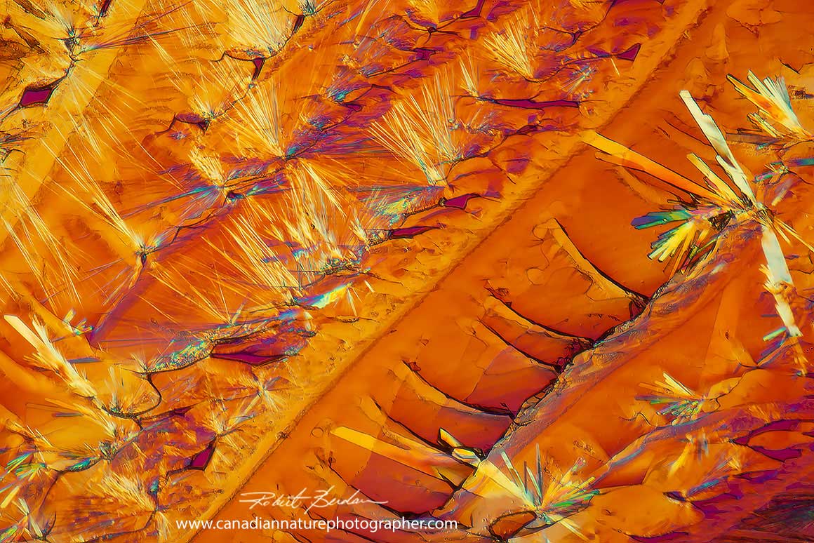 Red Wine (CA1) crystals Napa Valley by polarized light microscopy 100X. by Robert Berdan ©