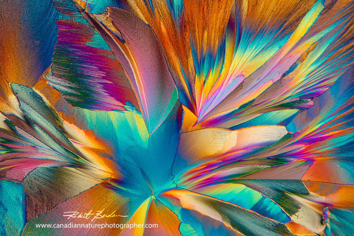 Chardonay crystals by polarized light microscopy 100X by Robert Berdan ©