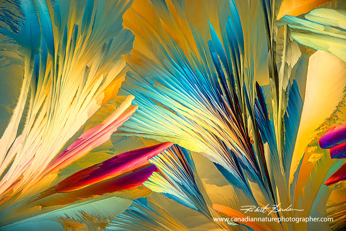 Red wine crystals by polarized light microscopy 100X