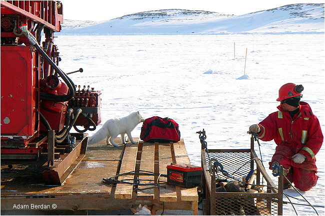 Arctic fox visits drilling rig by Adam Berdan 