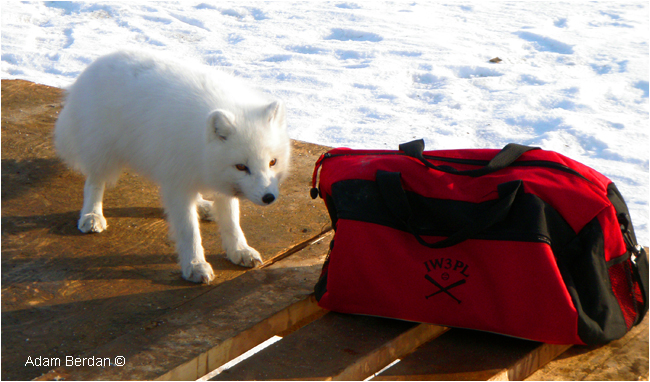 Arctic fox shows no fear by Adam Berdan ©