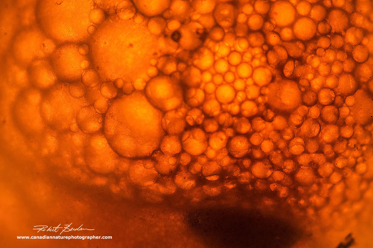 Closeup of a Sockeye salmon egg by Robert Berdan ©