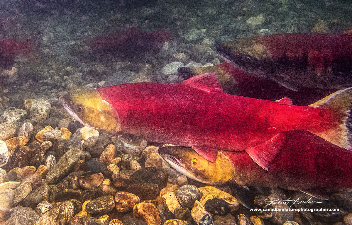 Female Sockeye Salmon top and Male below in the Adams river by Robert Berdan ©